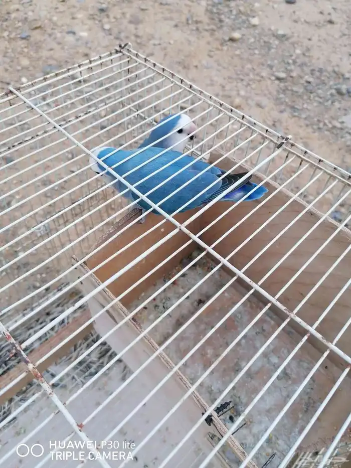 زوج منتج روز جميل اللون وحجمه كويس 8