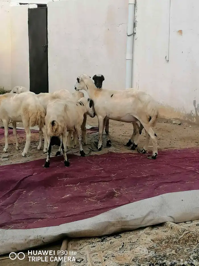 الضان منها 2 للبيع ملقوحه سنها رباع 0