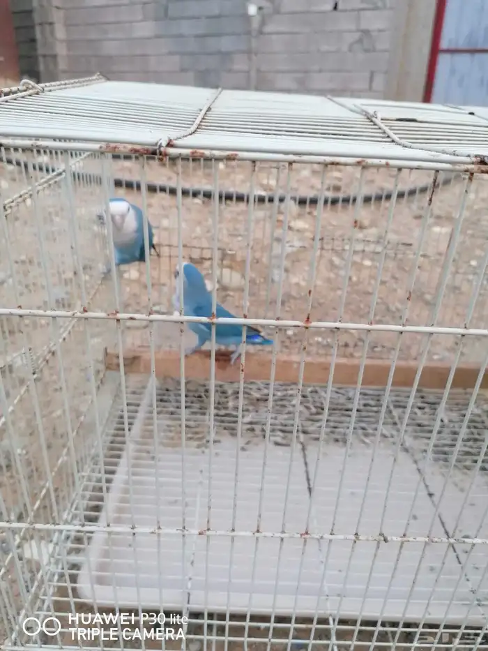 زوج منتج روز جميل اللون وحجمه كويس 1