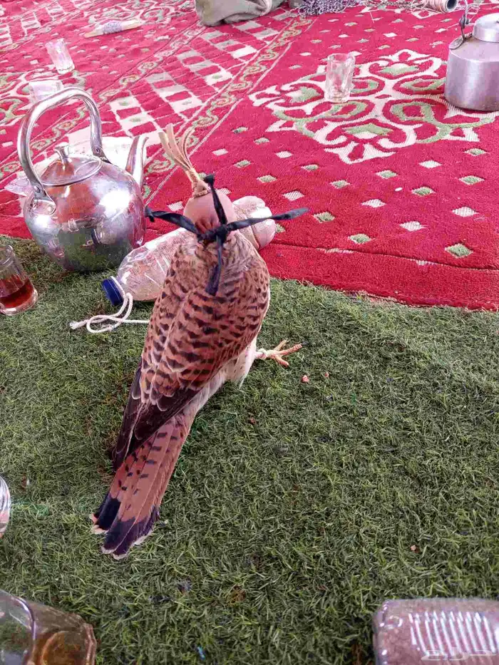 شبوط 3