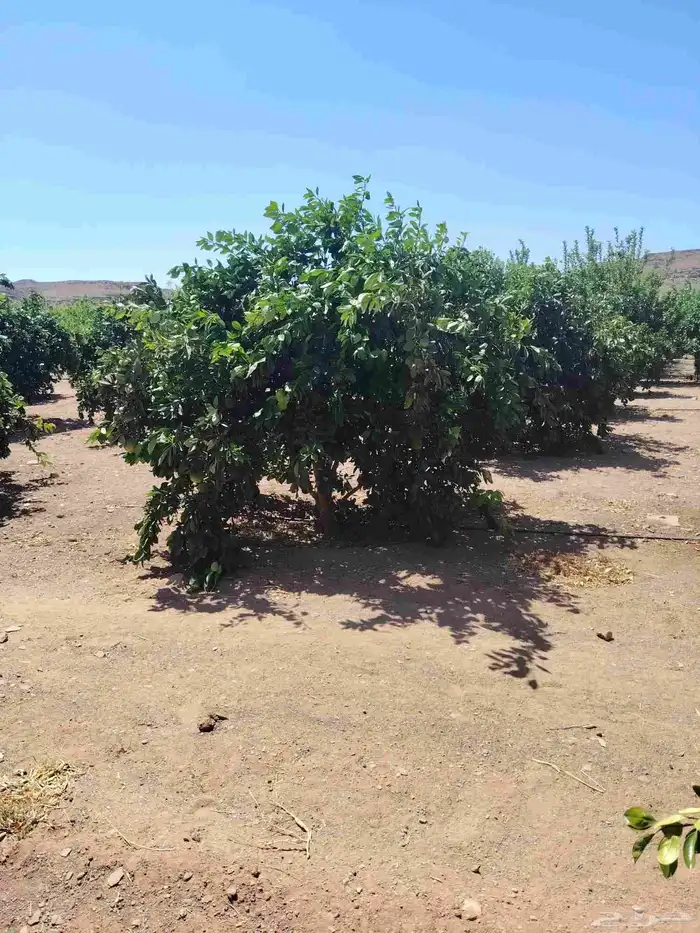 برتقال وليمون 7