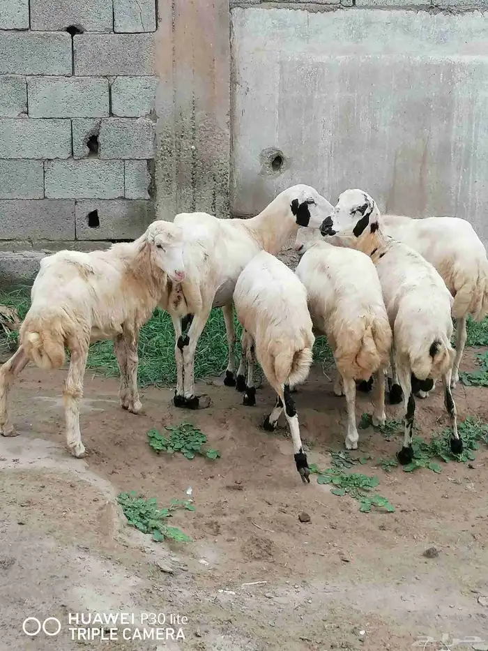 الضان منها 2 للبيع ملقوحه سنها رباع 6