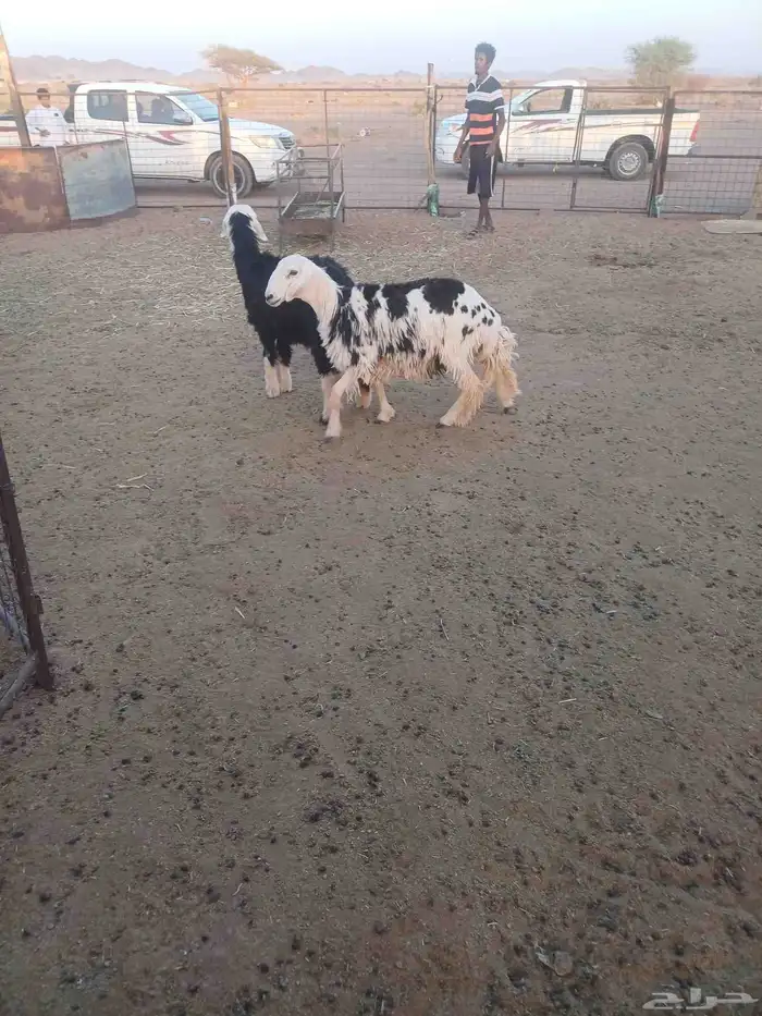 رخال جذعات حيل 9