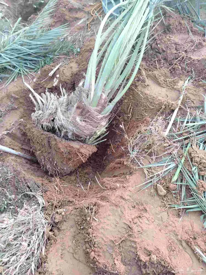 نخل للبيع جميع الأنواع مجدول صقعي 2