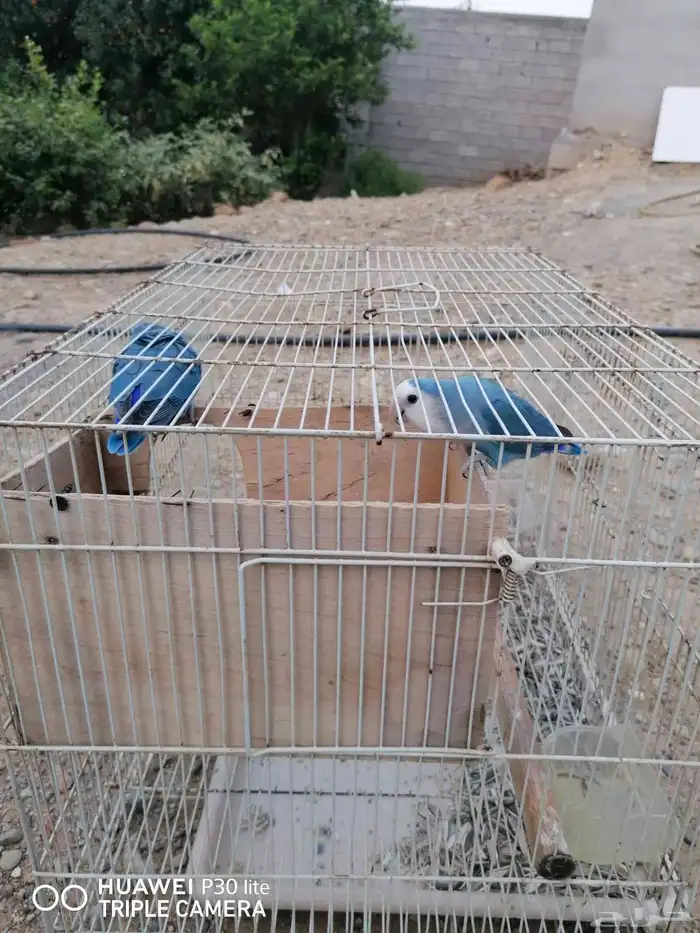 زوج منتج روز جميل اللون وحجمه كويس 5