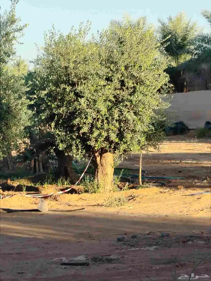 برتقال وليمون 9