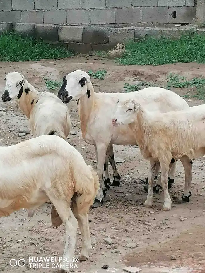 الضان منها 2 للبيع ملقوحه سنها رباع 8