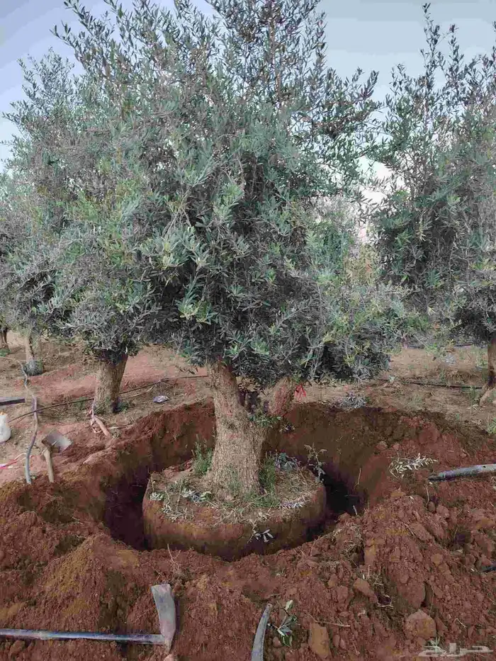 برتقال وليمون 8