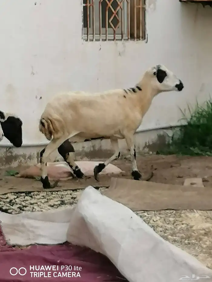 الضان منها 2 للبيع ملقوحه سنها رباع 2