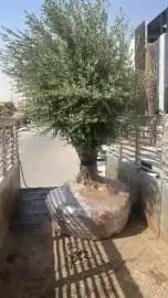 زيتون وشنطوني سرو شجر زيتون 0