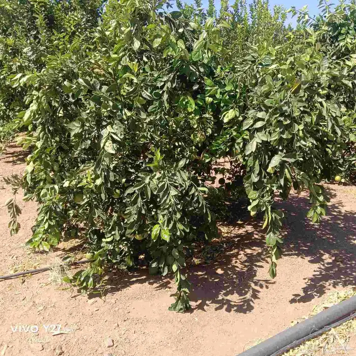 برتقال ابوصره 2