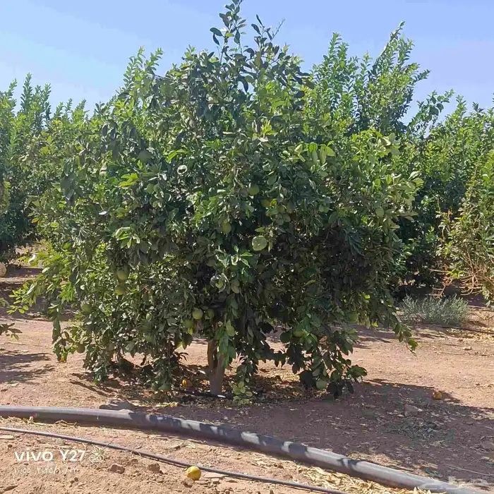 برتقال ابوصره 6