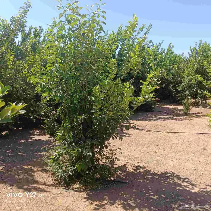 برتقال ابوصره 3