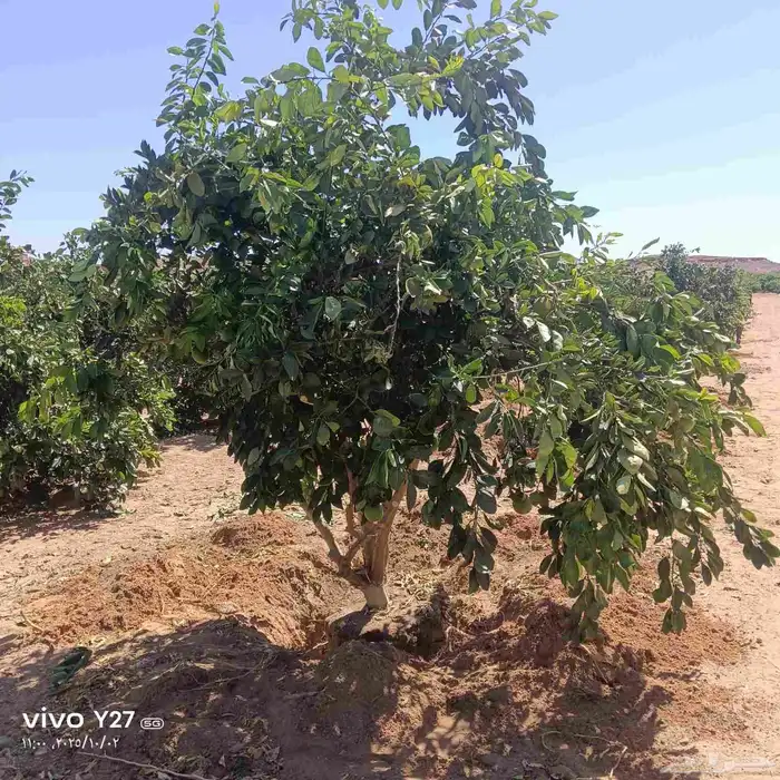 برتقال ابوصره 0