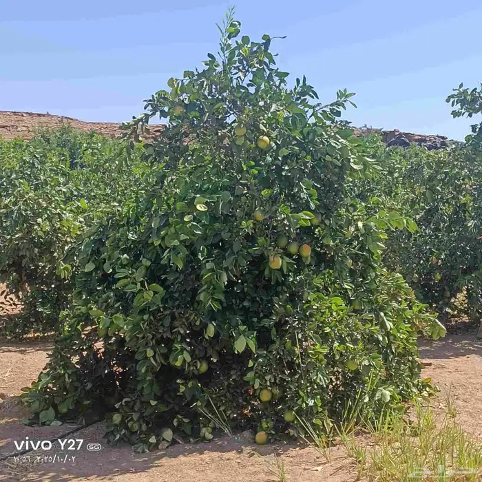 برتقال ابوصره 5