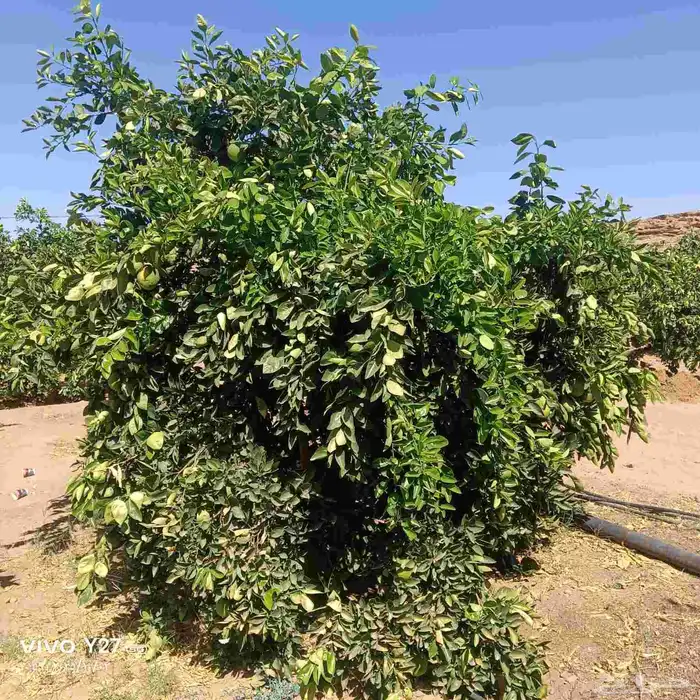 برتقال ابوصره 4