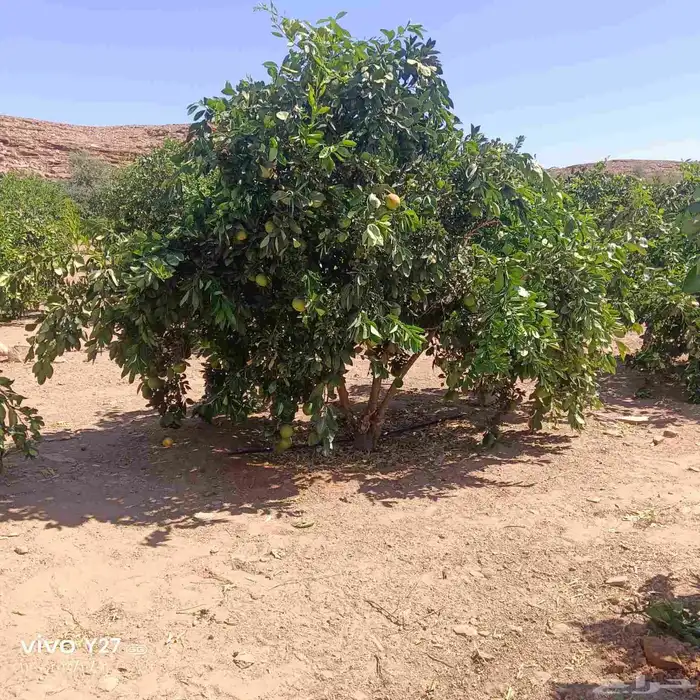 برتقال ابوصره 1