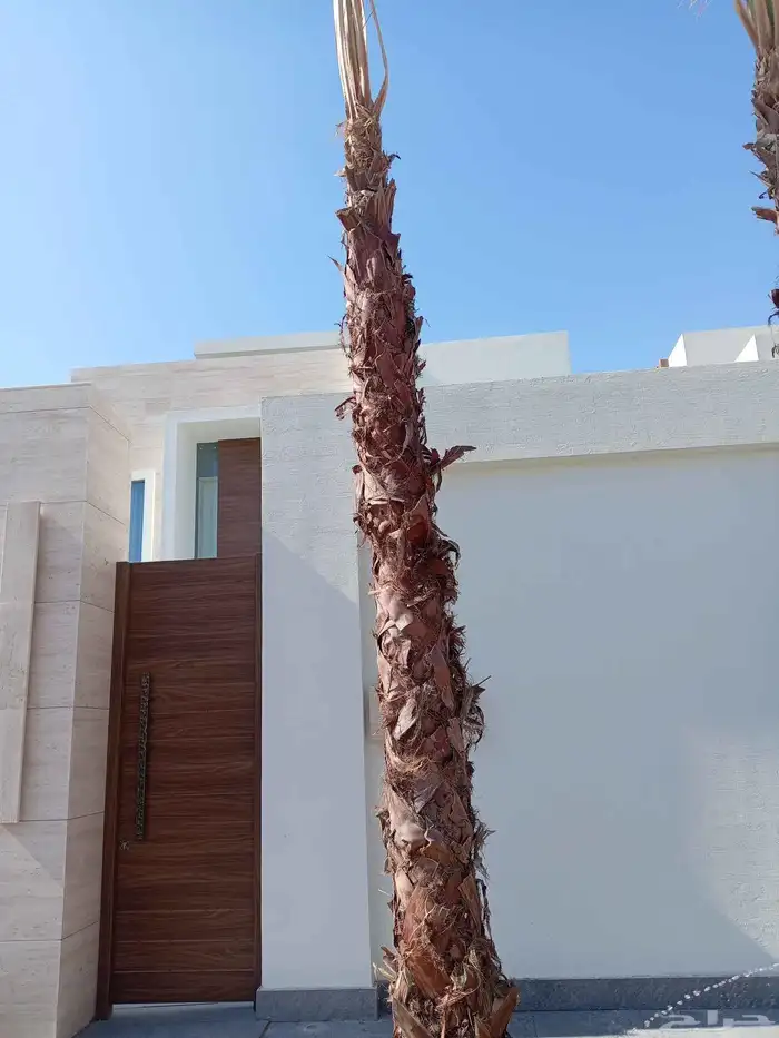 بيع النخيل الوشنطن وزرعه العشب الطبيعي وزرعه الشجار وتسيك ال 3