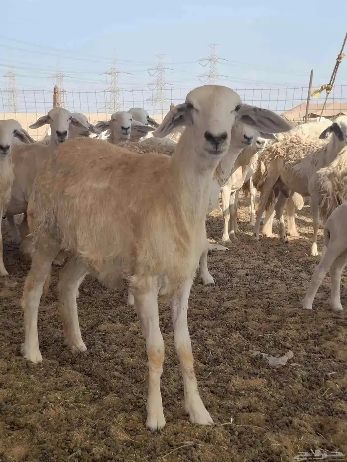 ضان حري دفيع على ولاده 7