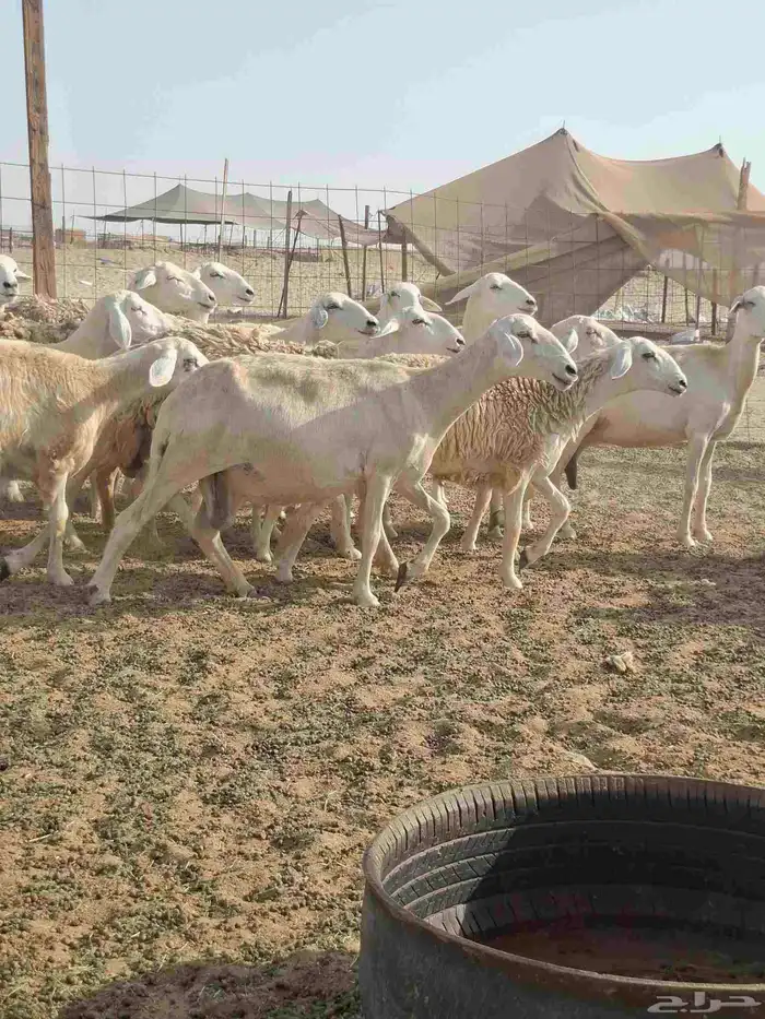 ضان حري دفيع على ولاده 4