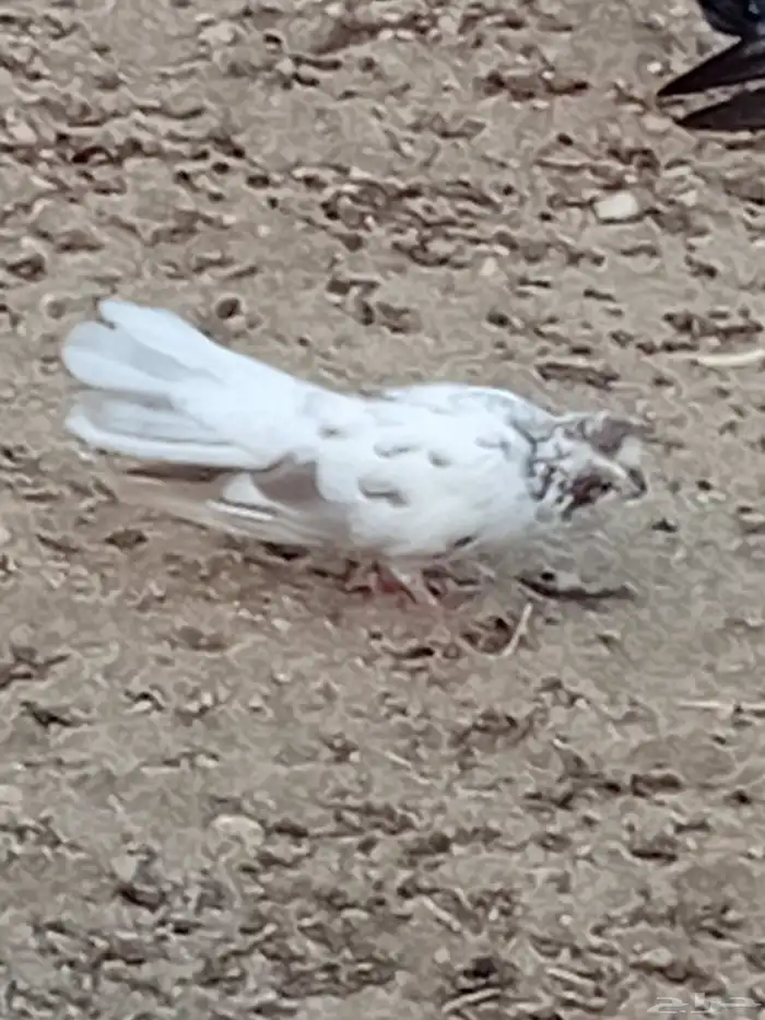 للبيع حمام هجين رقاص المجارده 4