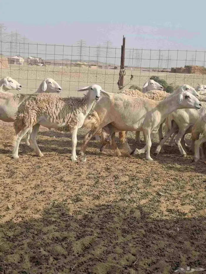 ضان حري دفيع على ولاده 3