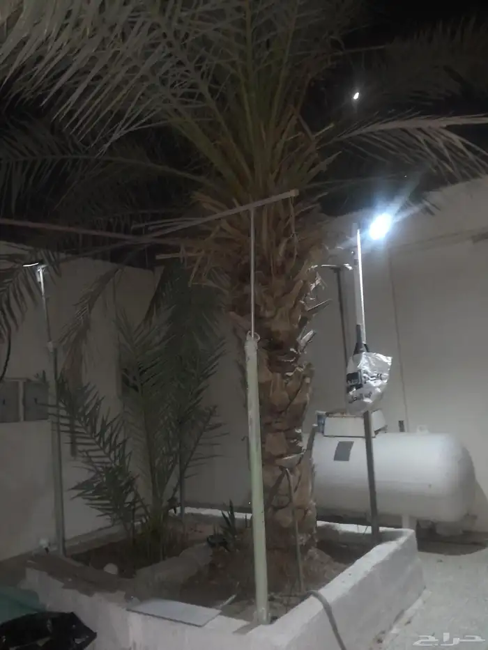 الرياض حي الشفاء والمزرعة محافظة الزلفي 3