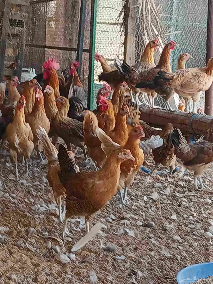 دجاج فيومي اصفر وبلدي عربي 3