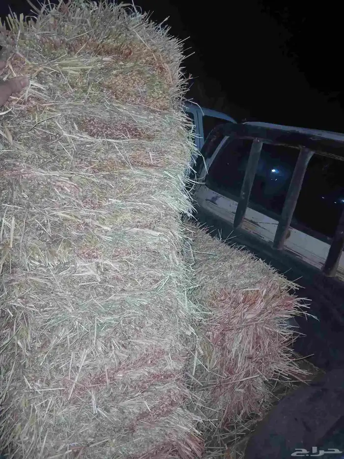ذره حمره ناعمه للبيع 1