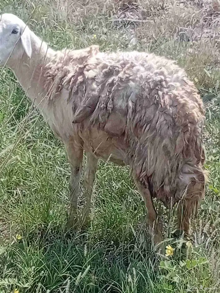 ضان للبيع 0