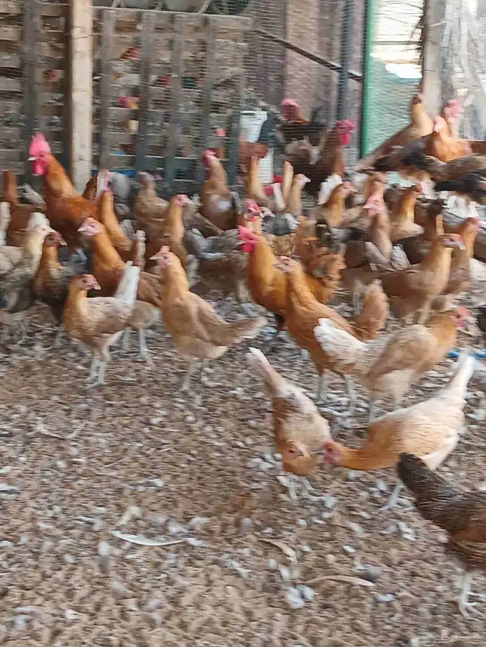 دجاج فيومي اصفر وبلدي عربي 0