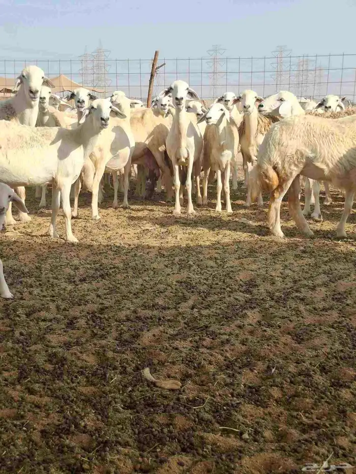 ضان حري دفيع على ولاده 9