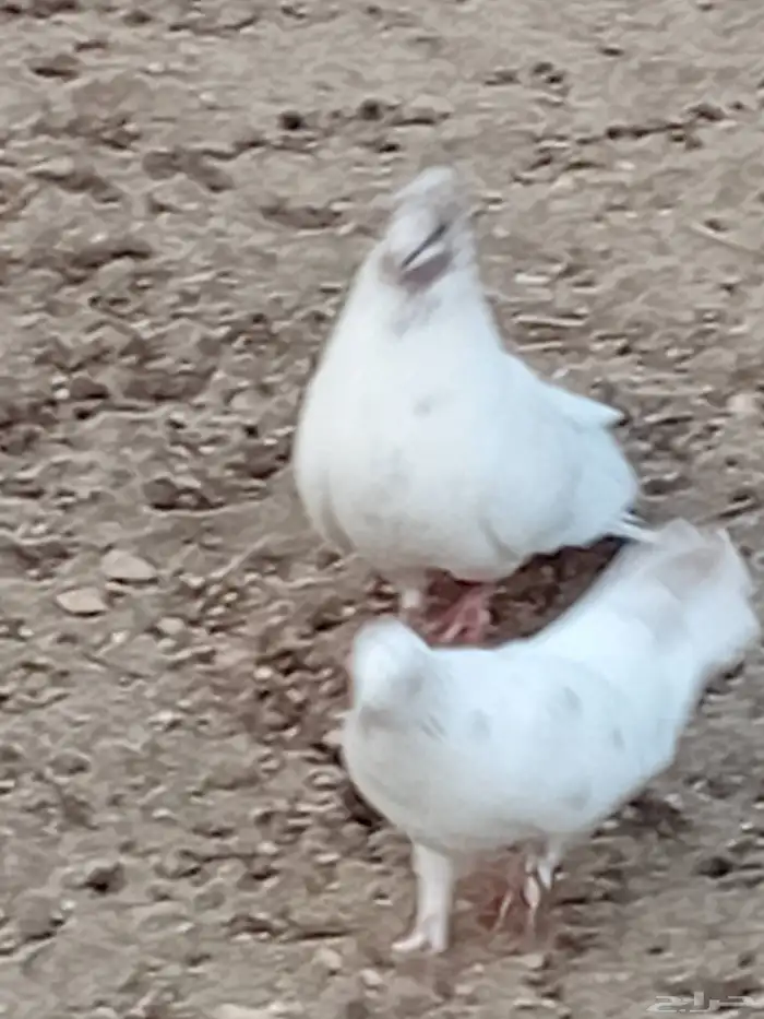 للبيع حمام هجين رقاص المجارده 1