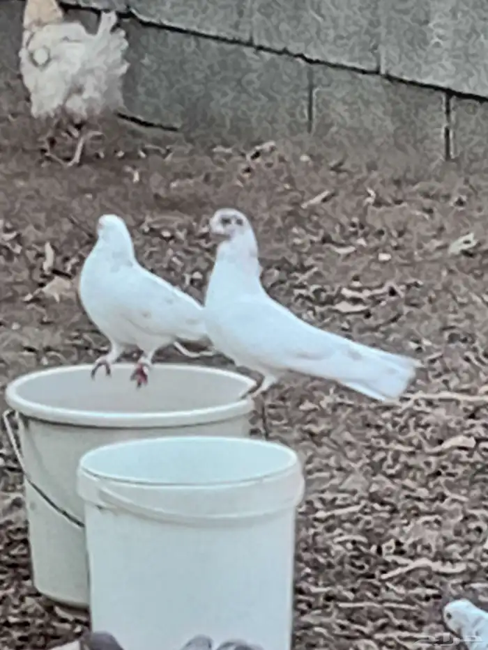 للبيع حمام هجين رقاص المجارده 3