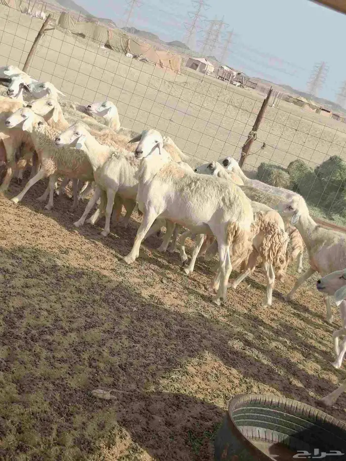 ضان حري دفيع على ولاده 0