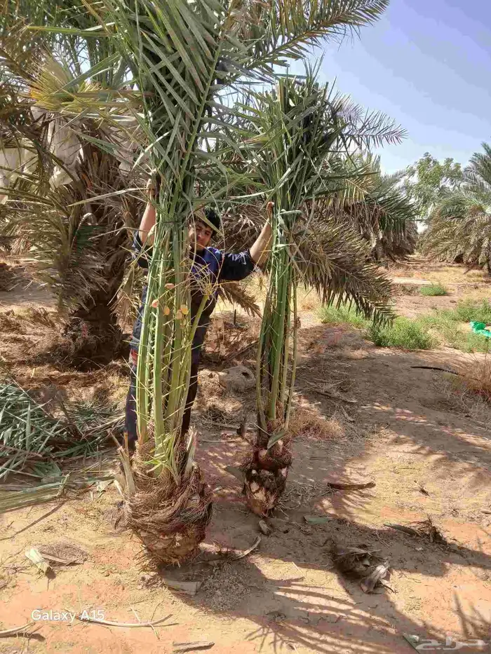مشاءالله تبارك الله نخل وصل اليوم 5