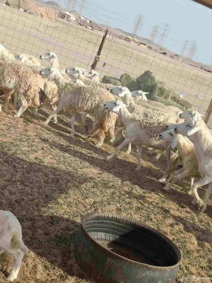ضان حري دفيع على ولاده 2