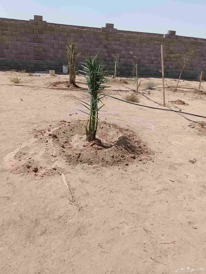لدينا جميع انواع النخيل وتنظيف تكريب وكل الفروخ وتطليع الروا 3