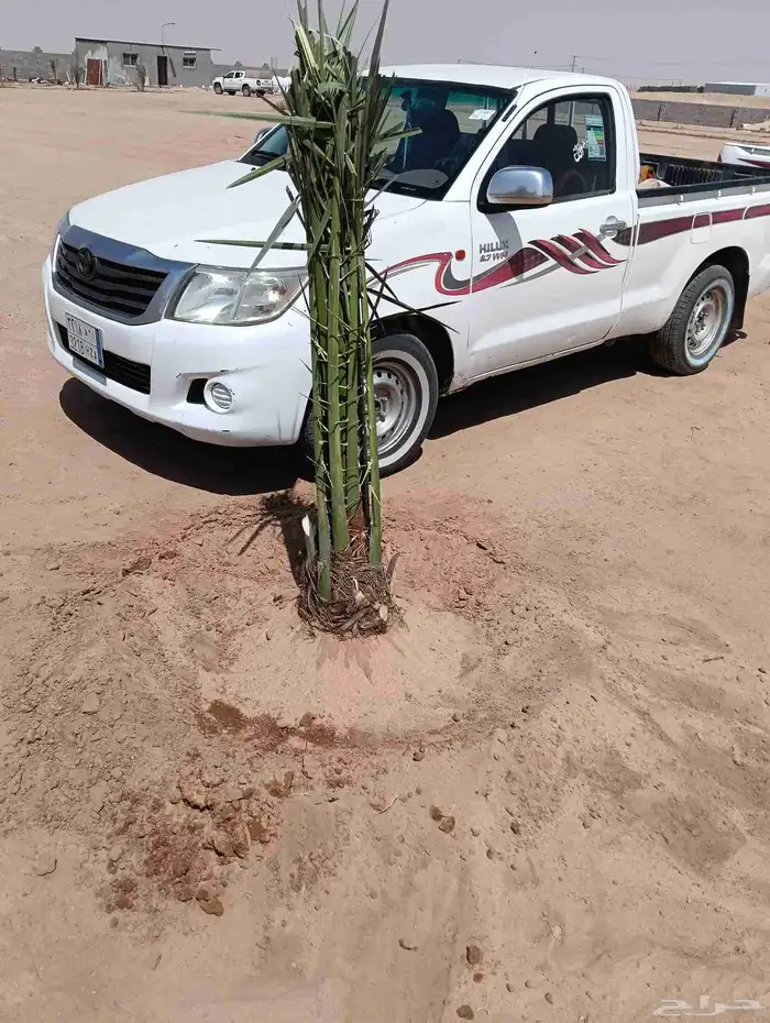 لدينا جميع انواع النخيل وتنظيف تكريب وكل الفروخ وتطليع الروا 0