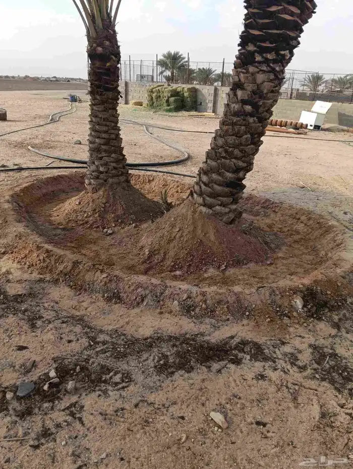 لدينا جميع انواع النخيل وتنظيف تكريب وكل الفروخ وتطليع الروا 6