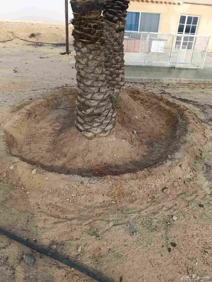 لدينا جميع انواع النخيل وتنظيف تكريب وكل الفروخ وتطليع الروا 5