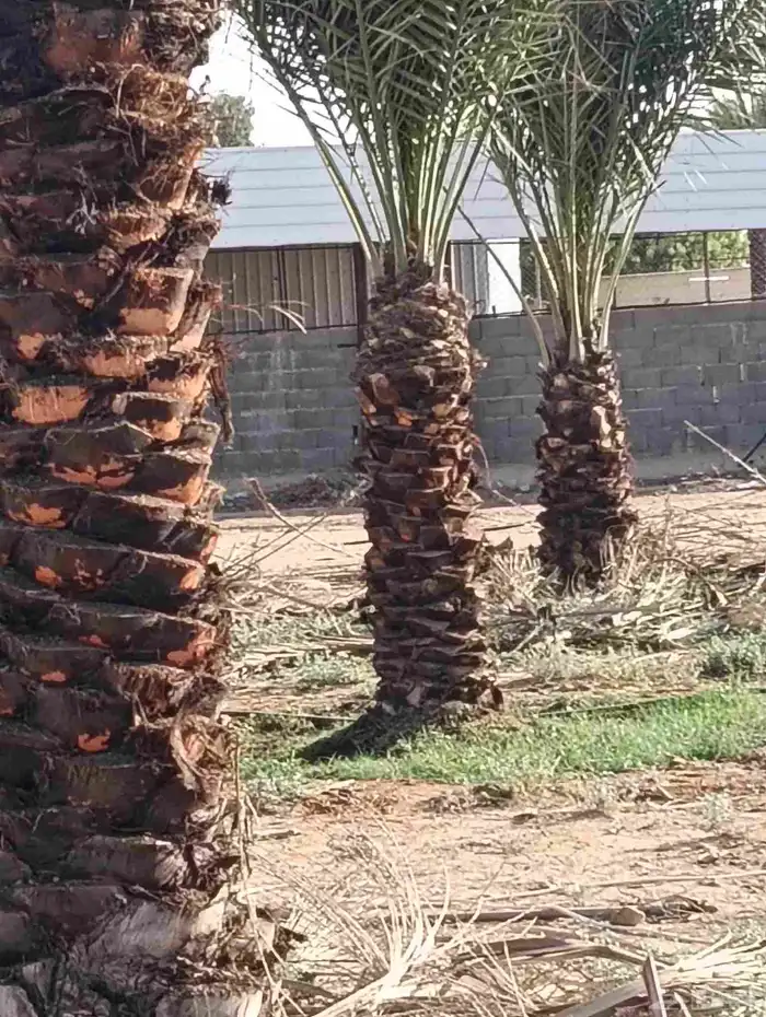 لدينا جميع انواع النخيل وتنظيف تكريب وكل الفروخ وتطليع الروا 4