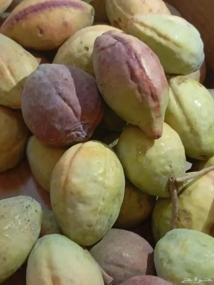 لوز سوبر جامبو 1