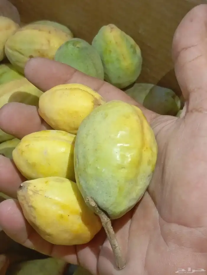 لوز سوبر جامبو 0