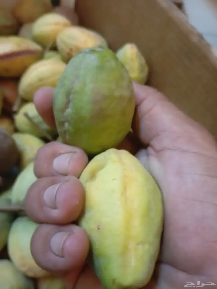 لوز سوبر جامبو 8