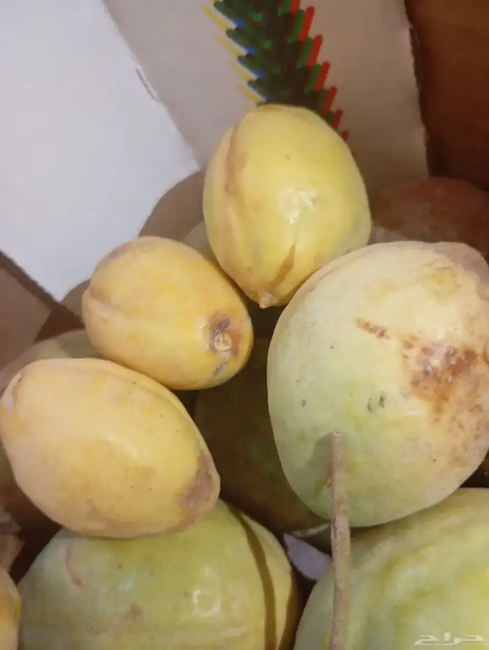 لوز سوبر جامبو 4