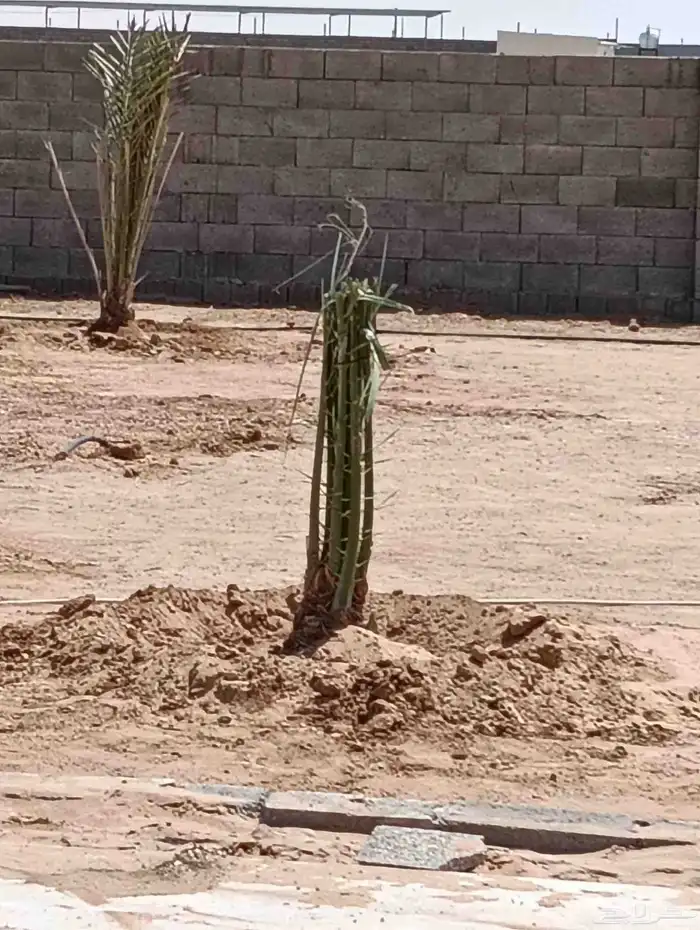 لدينا جميع انواع النخيل وتنظيف تكريب وكل الفروخ وتطليع الروا 2