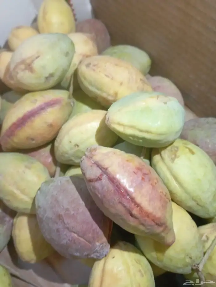 لوز سوبر جامبو 2