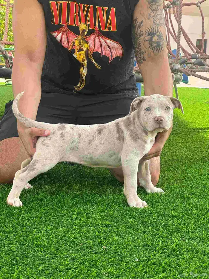 امريكن بولي جراء 1