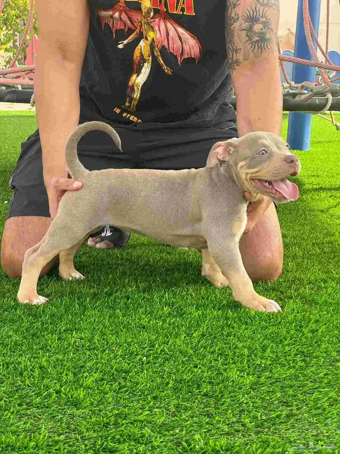 امريكن بولي جراء 5